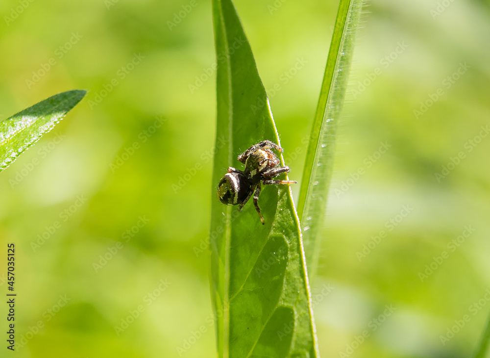 spider on a leaf