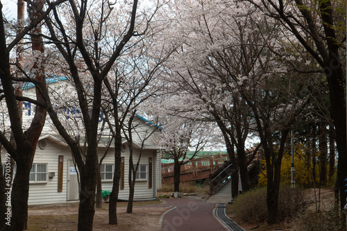 Spring cherry blossoms at the Senior Welfare Center in Yeoju, Gyeonggi-do, South Korea