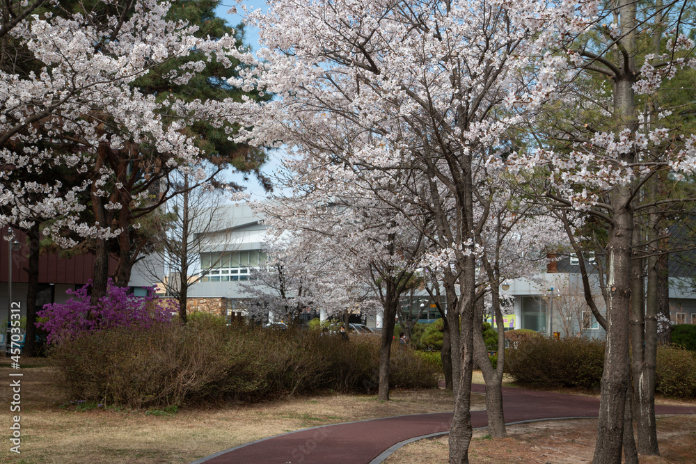 Spring cherry blossoms at the Senior Welfare Center in Yeoju, Gyeonggi-do, South Korea Spring cherry blossoms at the Senior Welfare Center in Yeoju, Gyeonggi-do, South Korea