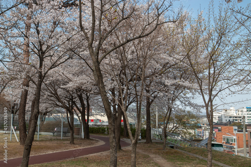 Spring cherry blossoms at the Senior Welfare Center in Yeoju, Gyeonggi-do, South Korea