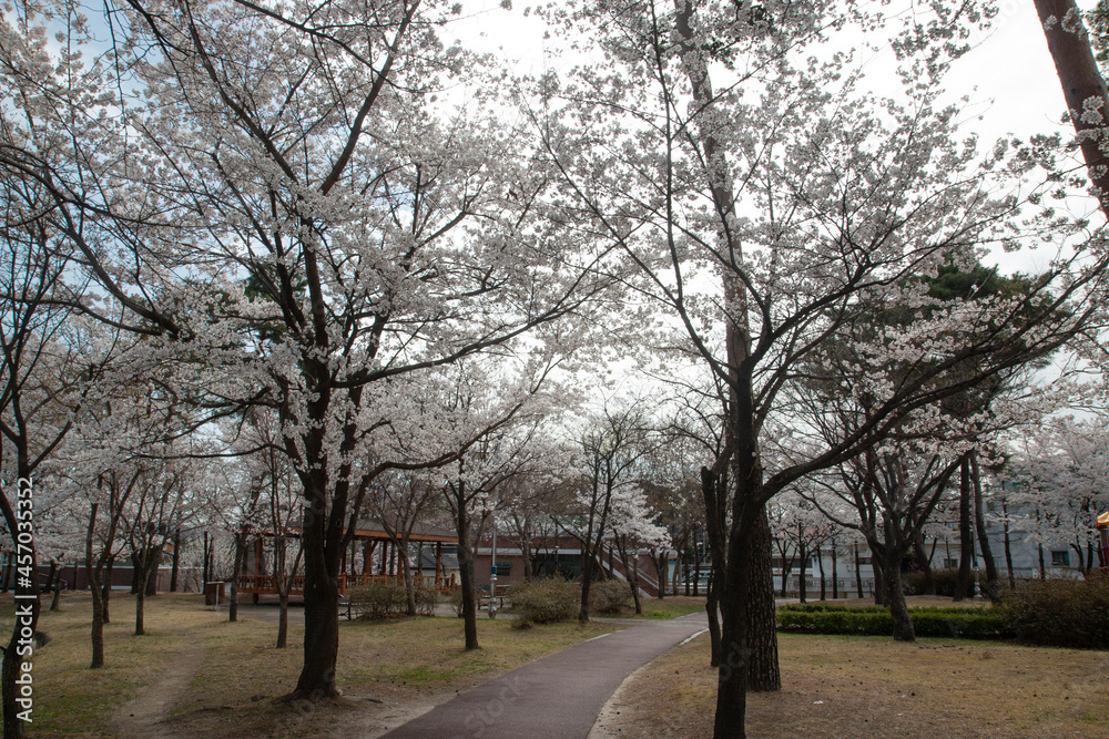 Spring cherry blossoms at the Senior Welfare Center in Yeoju, Gyeonggi-do, South Korea Spring cherry blossoms at the Senior Welfare Center in Yeoju, Gyeonggi-do, South Korea