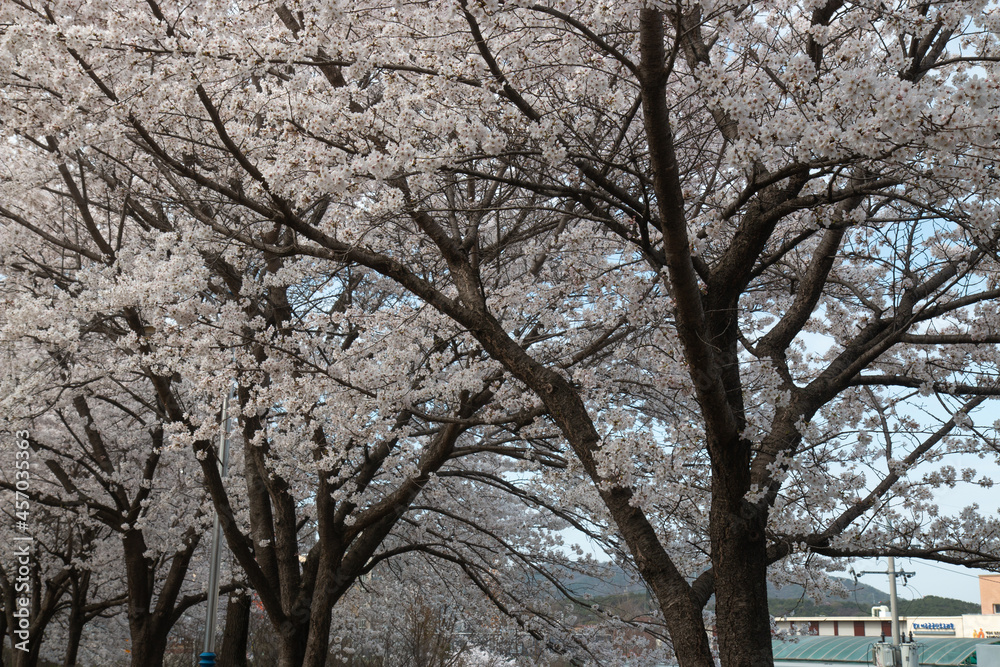 Spring cherry blossoms at the Senior Welfare Center in Yeoju, Gyeonggi-do, South Korea Spring cherry blossoms at the Senior Welfare Center in Yeoju, Gyeonggi-do, South Korea