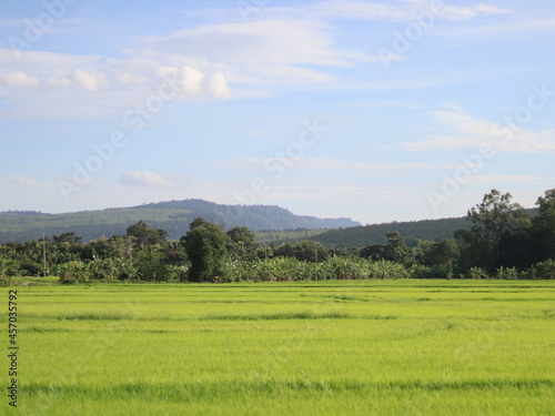 landscape with green grass and sky Thailand