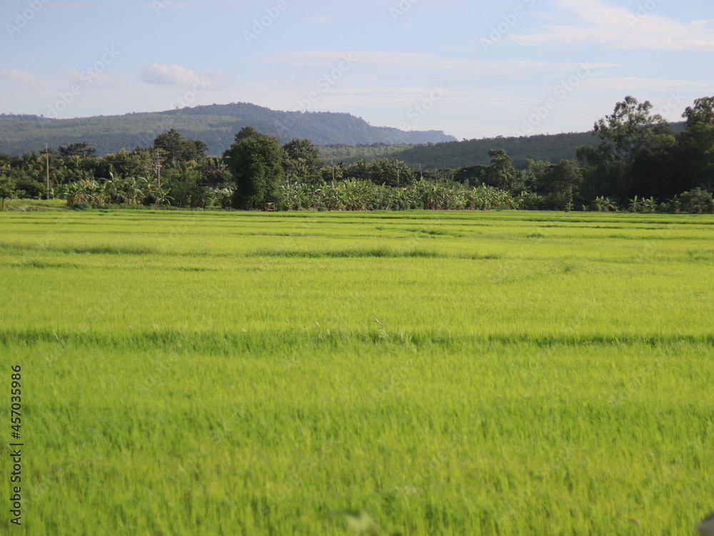 rice fields thailand