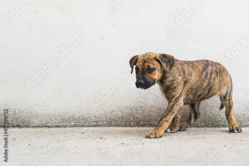 Adorable puppy walking on the concrete floor on the background of a white wall. copy space.