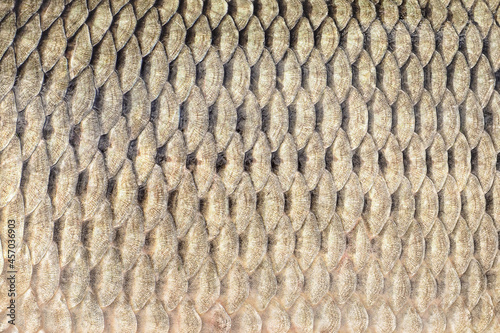 Fish scales texture. Skin of carp. Fishing pattern. Natural background