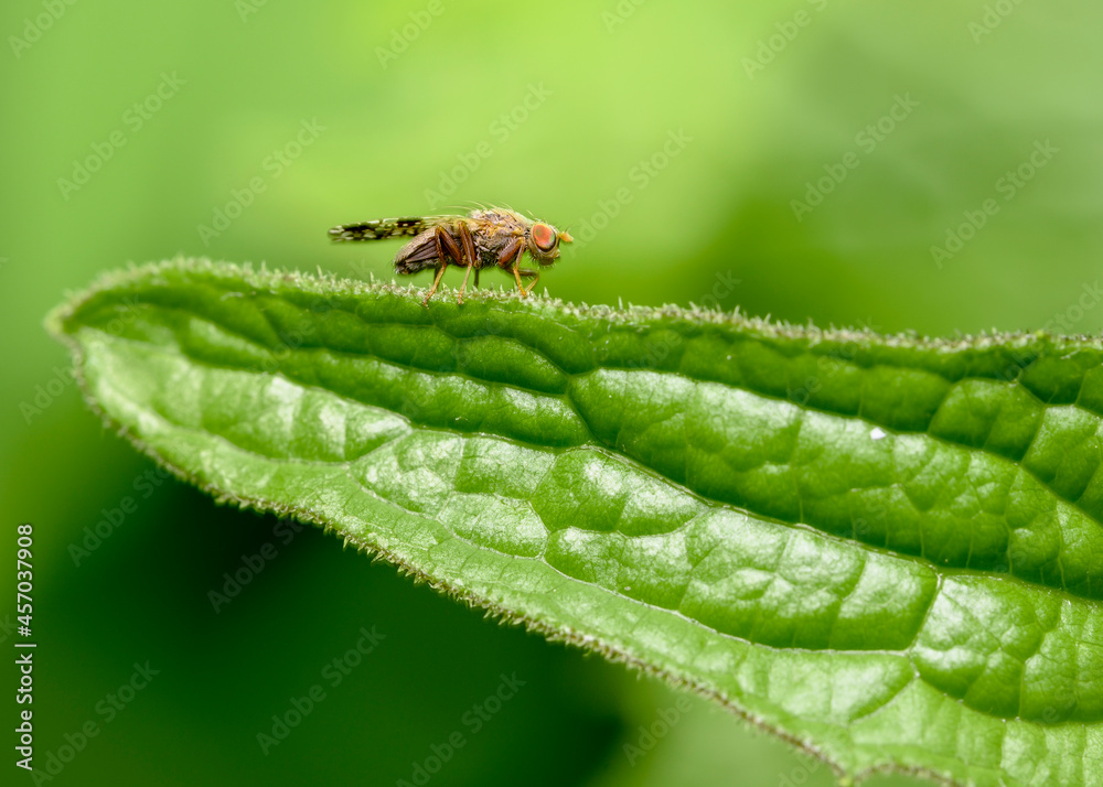 Fototapeta premium Close-up view of a fly sitting on a shrub leaf