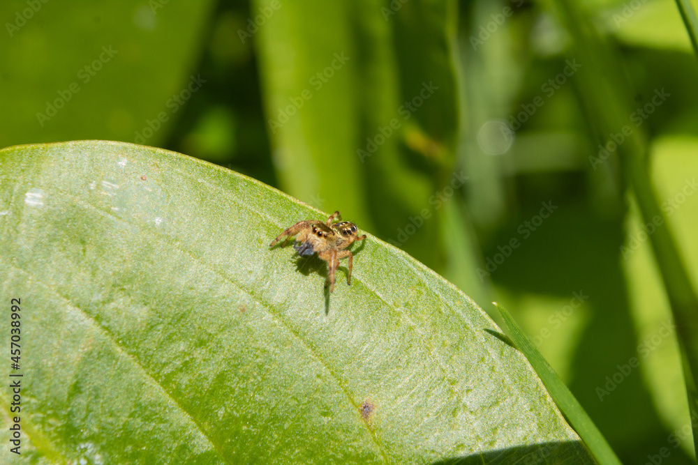 spider on a green leaf spider on a green leaf
