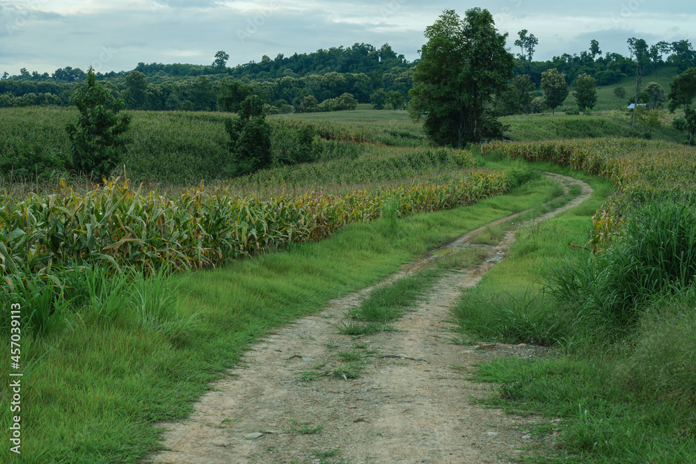 Fully grown corn ready to be harvested Fully grown corn ready to be harvested