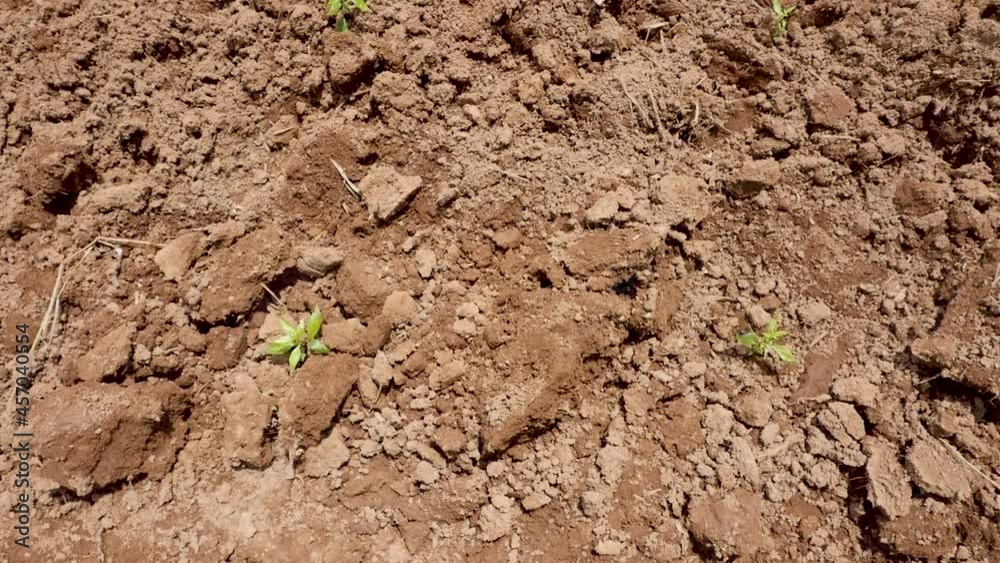Preparing the plot for planting medicinal plants. Preparing the plot for planting medicinal plants.