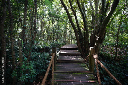 a refreshing summer forest with a walkway