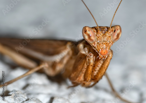 The European mantis (Mantis religiosa) is a large hemimetabolic insect in the family of the Mantidae ('mantids'), which is the largest family of the order Mantodea (mantises). © Dordo