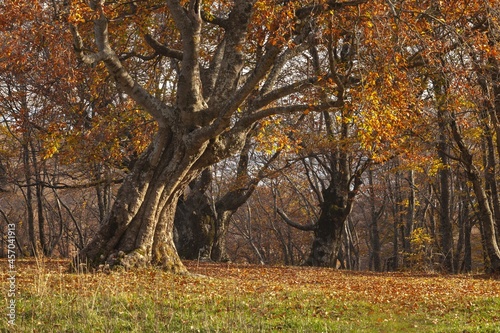 Colorful autumn leaves. Autumn forest background