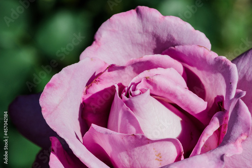 A close up of purple petals on a purple rose.