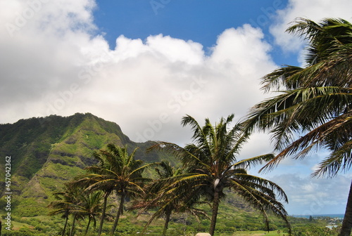 coconut trees on the background of blue sky