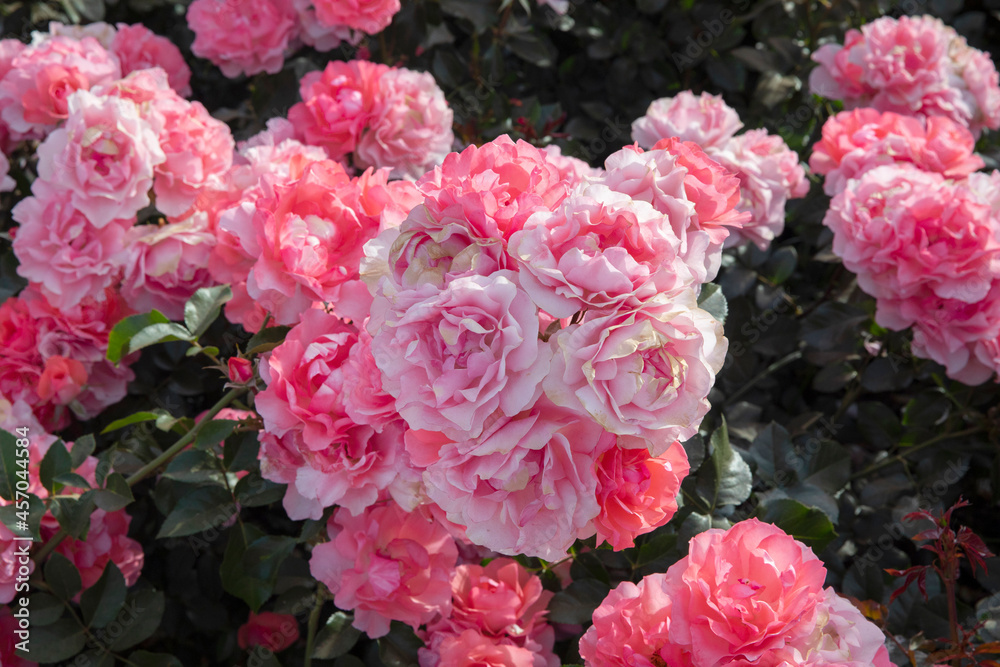 Floral. Closeup view of Floribunda hybrid Rosa Jardins de France flower cluster of pink, and white petals, spring blooming in the garden. Floral. Closeup view of Floribunda hybrid Rosa Jardins de France flower cluster of pink, and white petals, spring blooming in the garden.