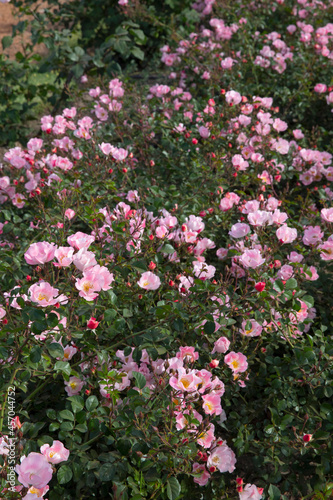 Floral. Roses blooming in the park. Closeup view of Rosa bingo Meidiland flowers of pink petals blossoming in spring in the garden.