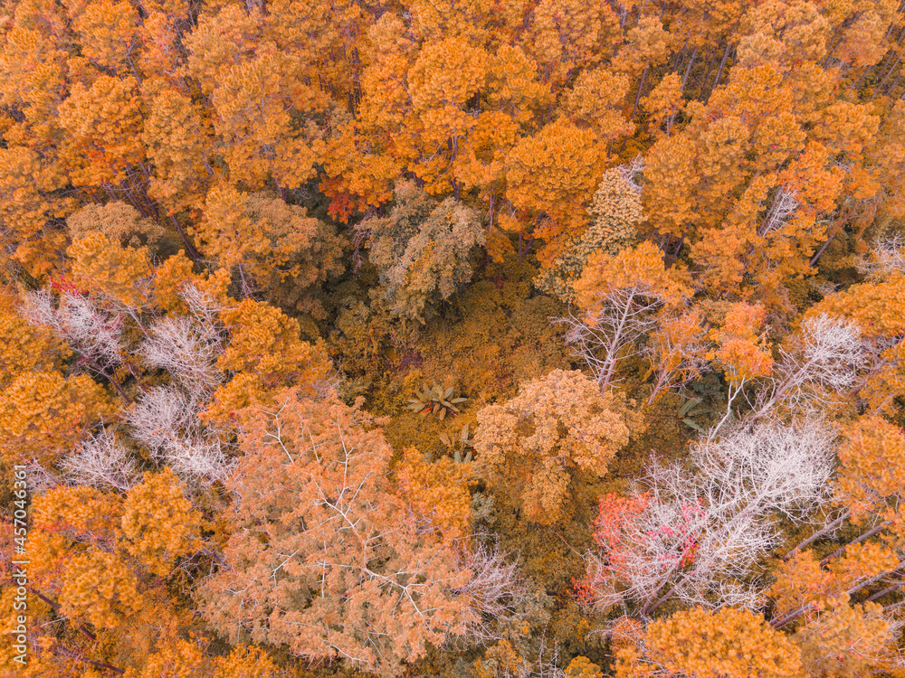 Aerial view forest tree environment forest nature background, Texture of yellow orange tree and dead tree top view forest from above landscape bird eye view pine forest Autumn Orange Rush Aerial view forest tree environment forest nature background, Texture of yellow orange tree and dead tree top view forest from above landscape bird eye view pine forest Autumn Orange Rush