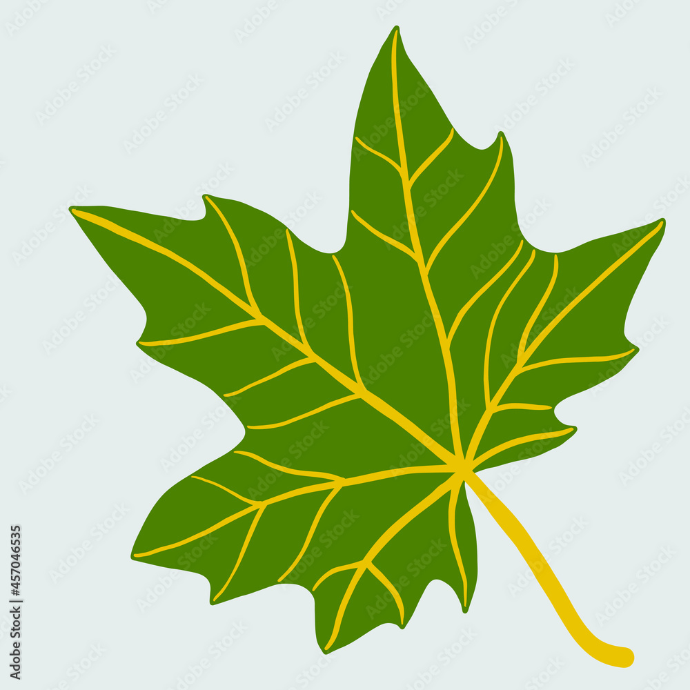 Fototapeta premium Simplicity maple leaf freehand drawing flat design.