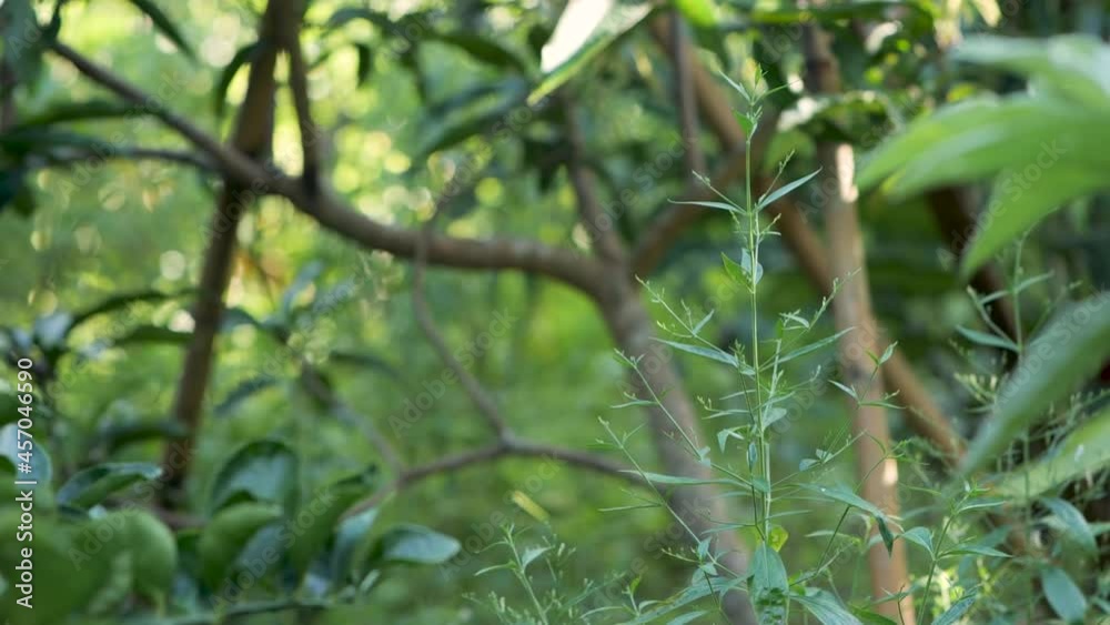 Thai herb paniculata paniculata. Medicines to treat the COVID-19 virus. Thai herb paniculata paniculata. Medicines to treat the COVID-19 virus.
