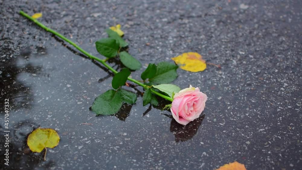 Discarded White Roses Vídeo do Stock: a discarded rose flower lies in a puddle on the wet ...