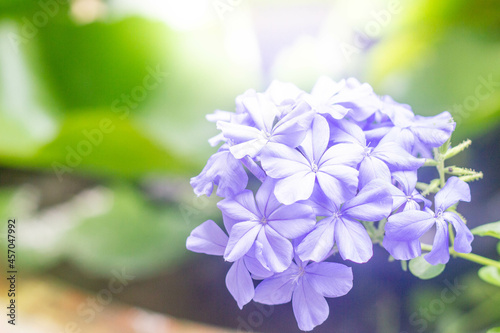 cape leadwort, white plumbago with green leaves photo