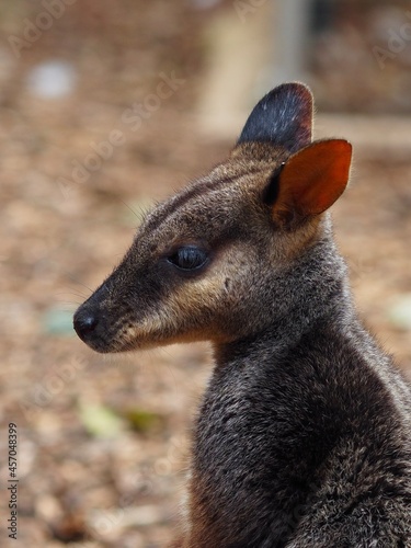 A closeup image of an exquisite Brush-tailed Rock-Wallaby.
