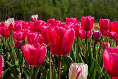 red tulips in spring