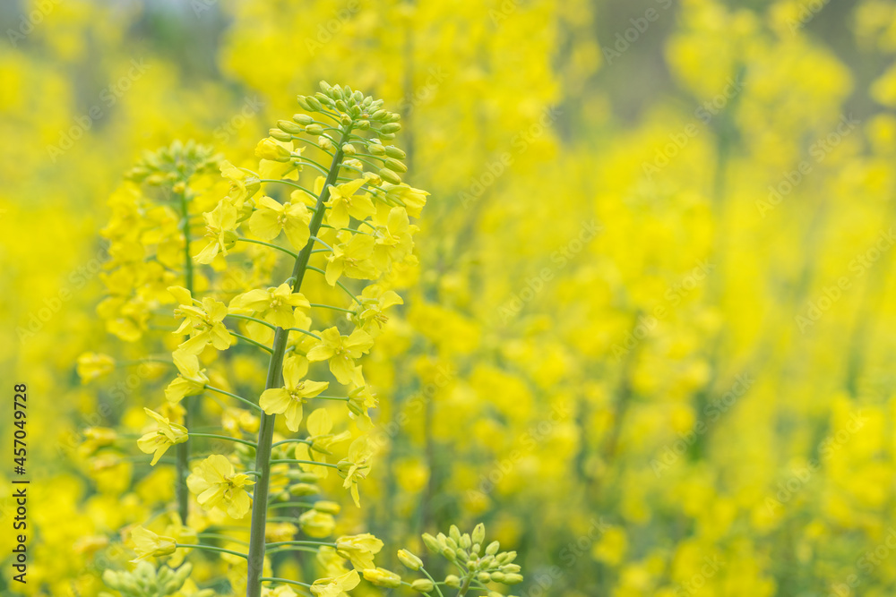 Beautiful yellow Canola flower with soft background