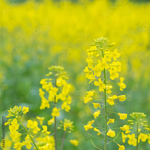 Beautiful yellow Canola flower with soft background