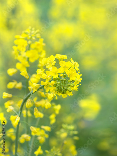 Beautiful yellow Canola flower with soft background