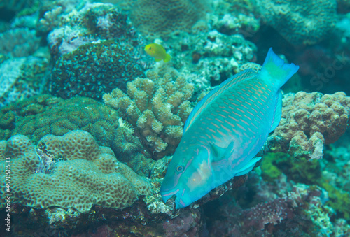 Fototapeta Naklejka Na Ścianę i Meble -  美しい魚　久米島　沖縄　ブダイ　サンゴ　