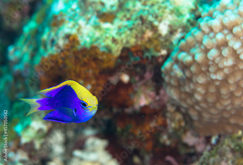 セナキルリスズメダイ　 久米島　旅行　沖縄　海　サンゴ　魚　 © Daymaker