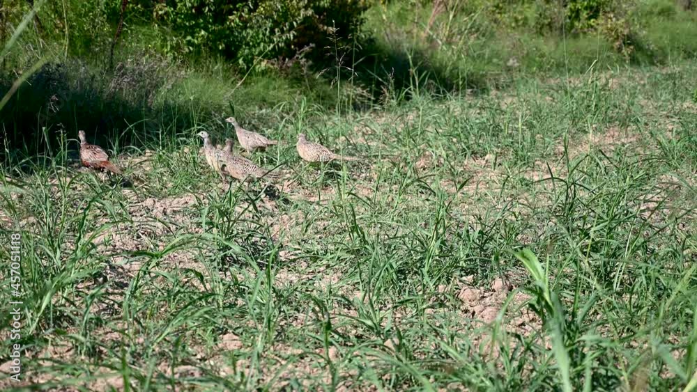 Flock of Common pheasant in the field in nature. Group of wild birds. Male and female Common pheasant. Phasianus colchicus.
Flock of Common pheasant in the field in nature. Group of wild birds. Male and female Common pheasant. Phasianus colchicus.