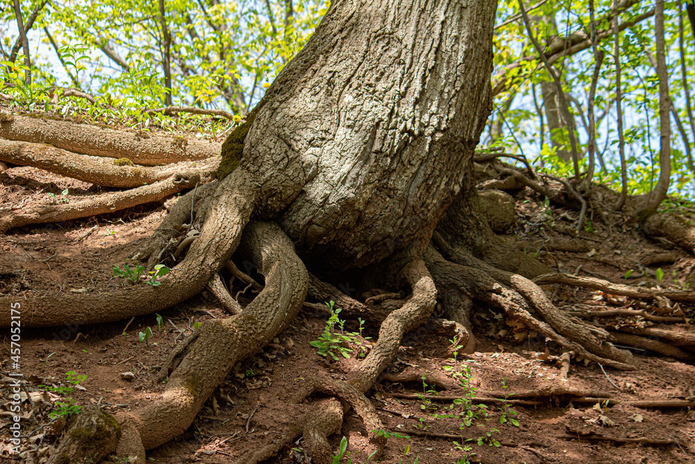 roots of a tree roots of a tree