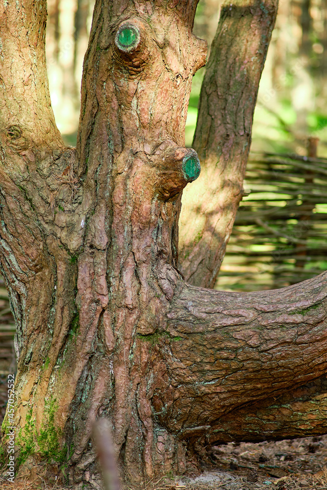 Fototapeta premium Dancing forest on the Curonian Spit of the Kaliningrad region.