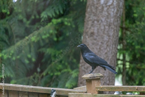shiny black crow on post of wooden fence