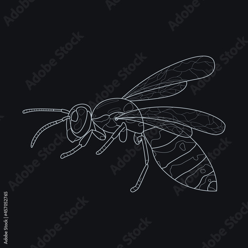 Hand-drawn detailed realistic wasp. Vector illustration for graphic design, logo and presentations. Line art.