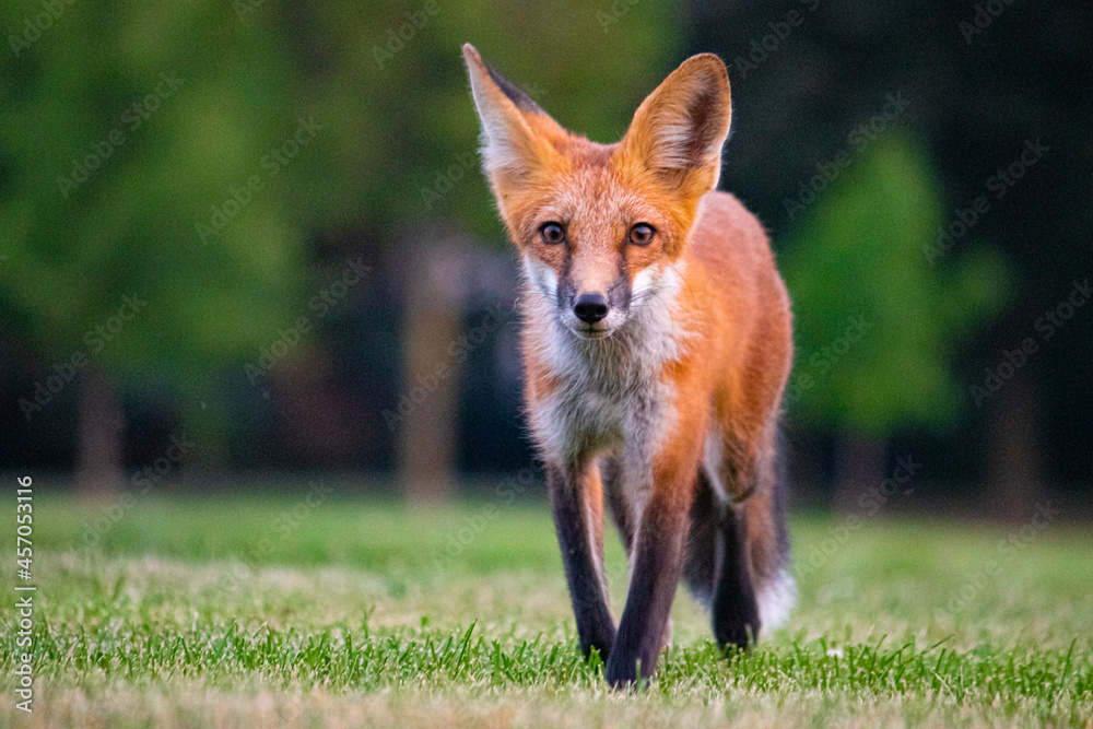 Fototapeta premium red fox in the wild