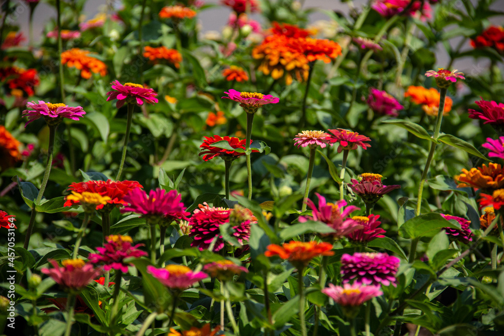 Colorful blooming flowers on a city flower bed.