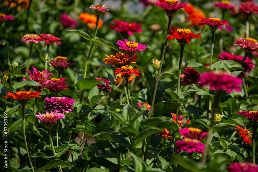 Colorful blooming flowers on a city flower bed.