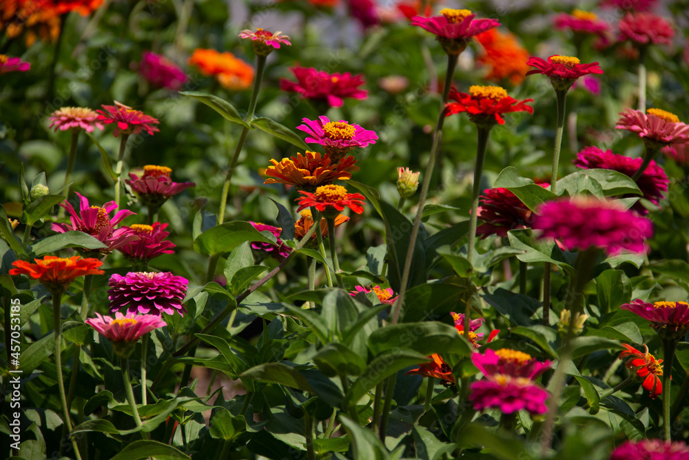 Colorful blooming flowers on a city flower bed.