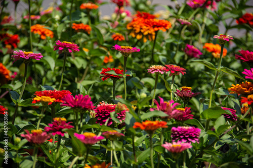 Colorful blooming flowers on a city flower bed. © Юрий Нортенко