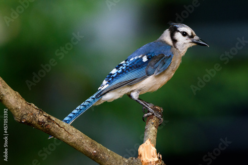 Close Up Of Blue Jay Perched On Limb-2518