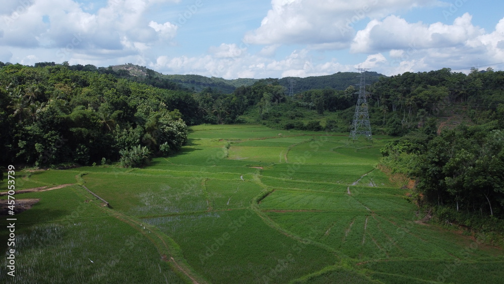 drone shot of green paddy fields