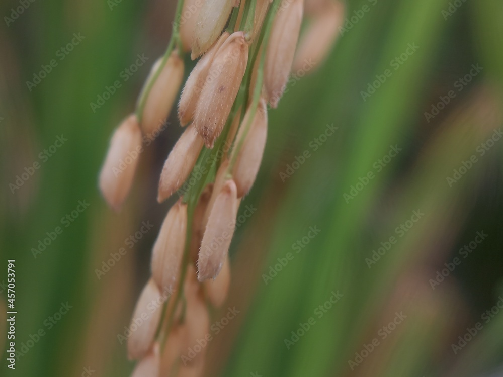 Close up of yellow paddy rice seed with bokeh nature background Close up of yellow paddy rice seed with bokeh nature background