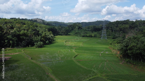 drone shot of green paddy fields