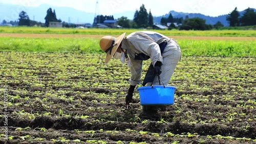 畑で農作業をしている男性　農家　農業