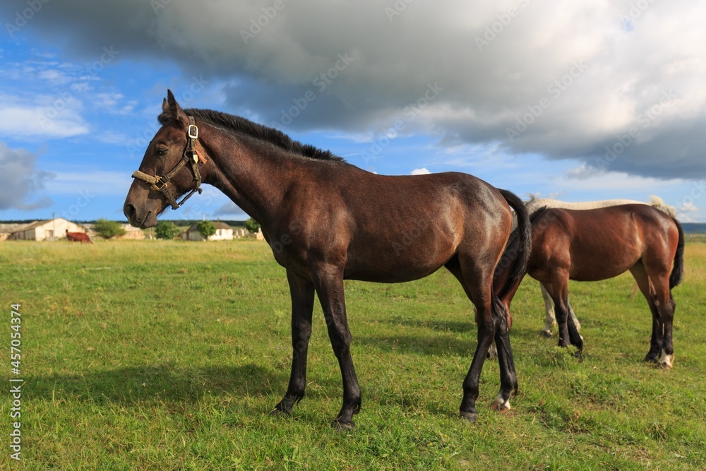 Horse runs on a green summer meadow on sunny day Horse runs on a green summer meadow on sunny day