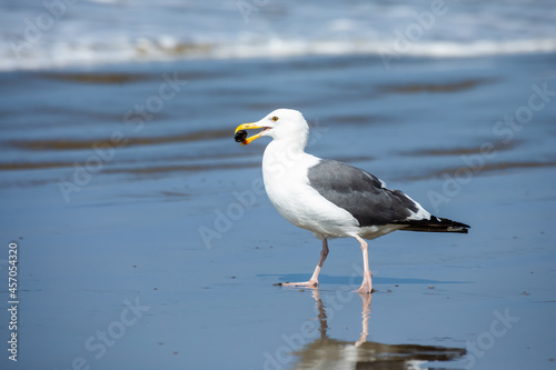 Seagull With Muscle